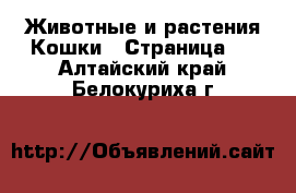 Животные и растения Кошки - Страница 5 . Алтайский край,Белокуриха г.